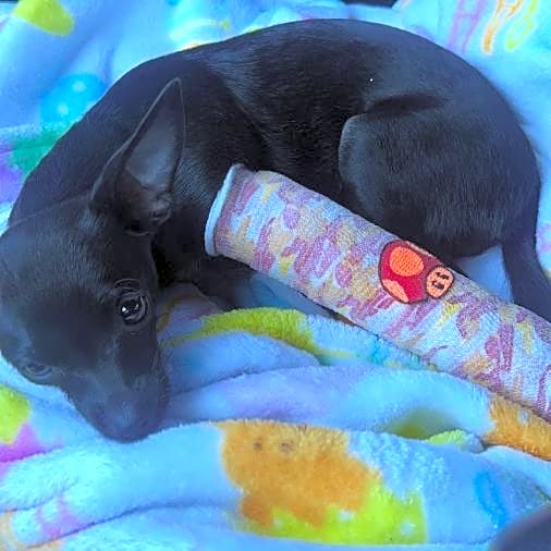 Photo of P’nut