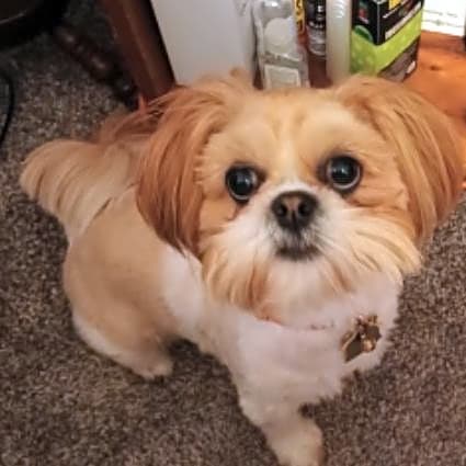 Photo of Poppy