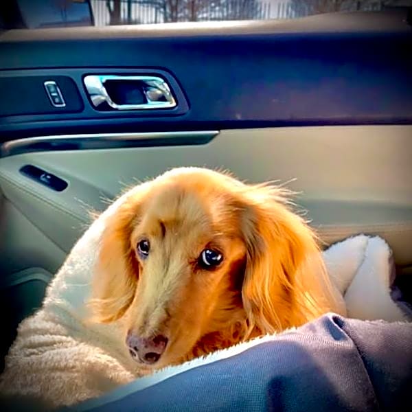 Photo of Bailey
