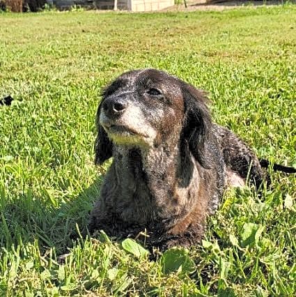 Photo of Buddy