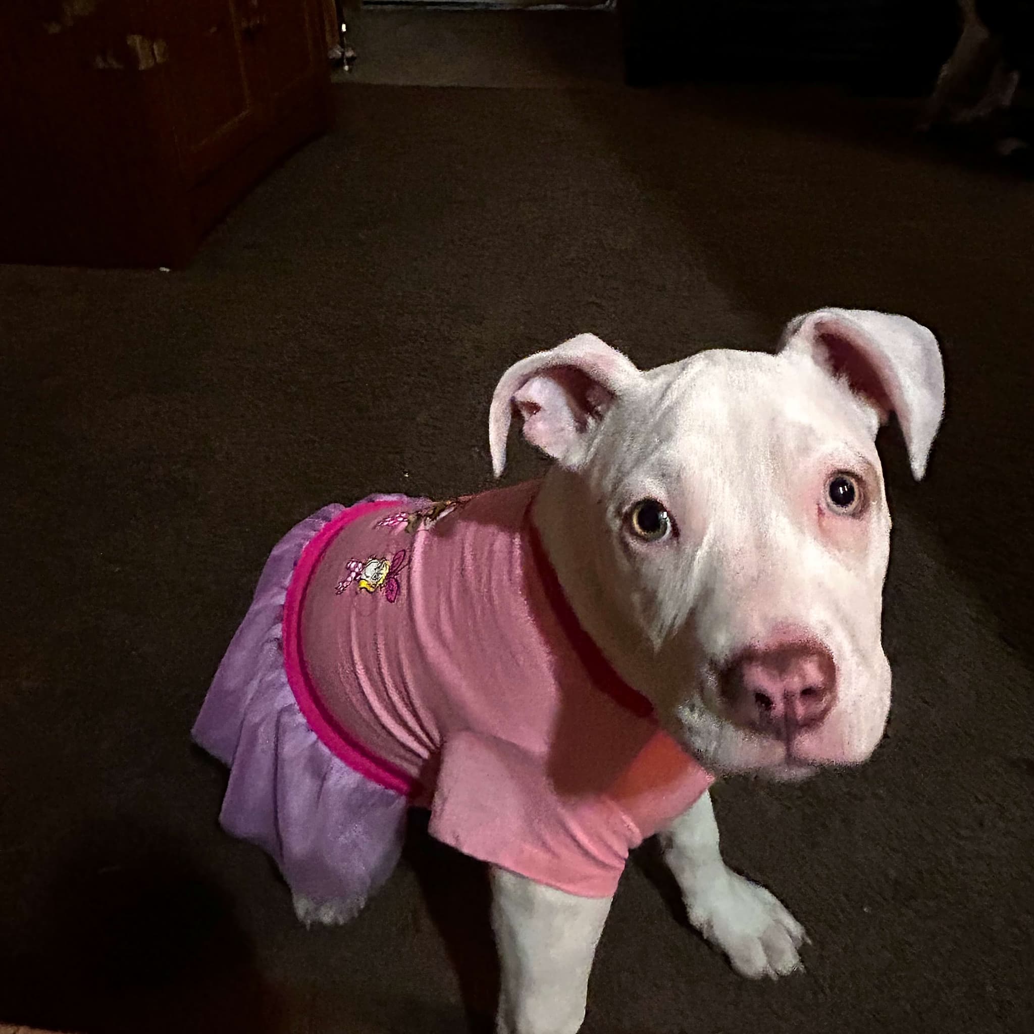 Photo of Nala