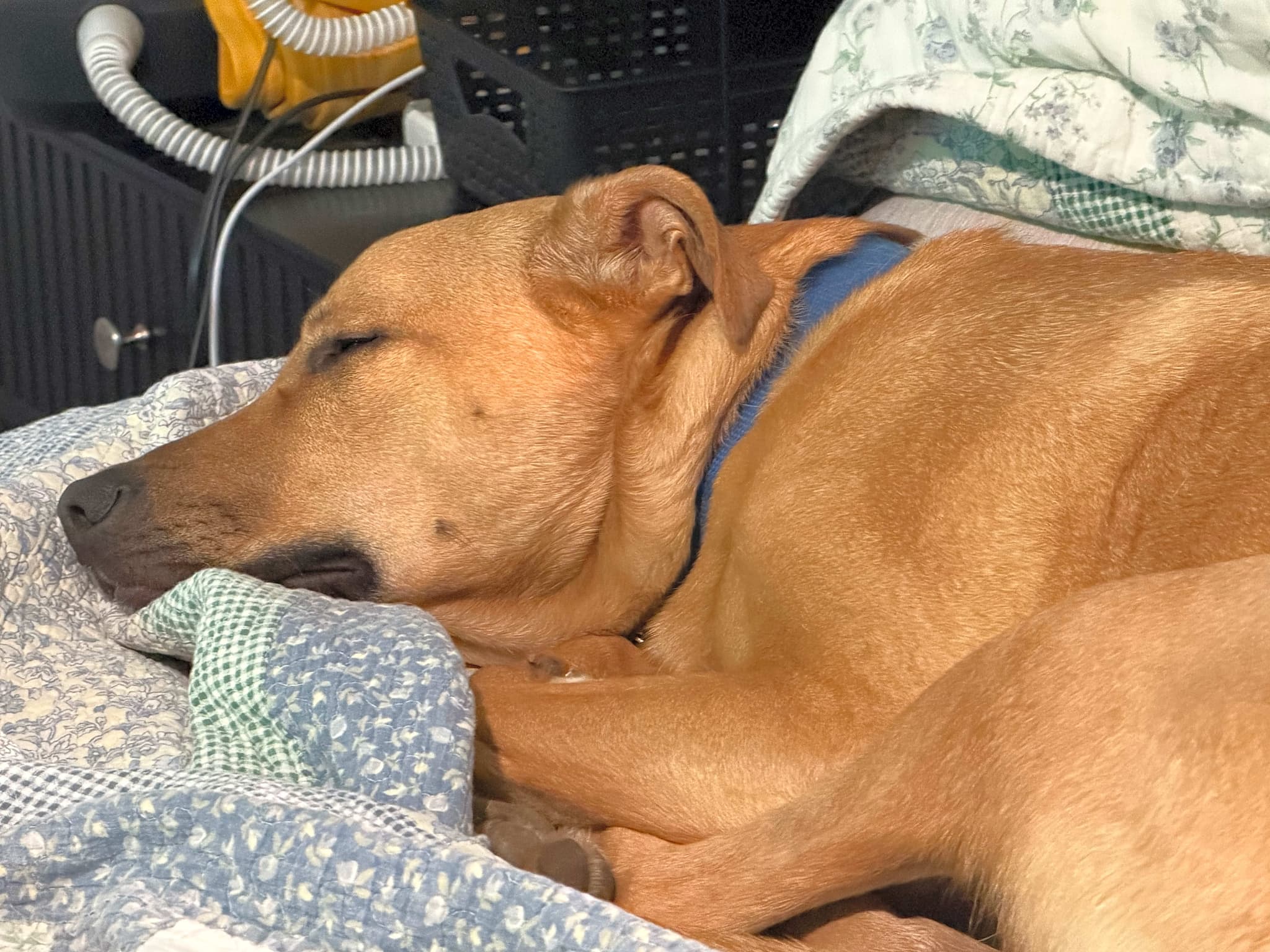 Photo of Buddy