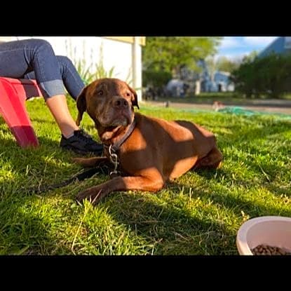 Photo of Scooby-Doo