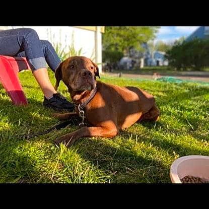Photo of Scooby-Doo