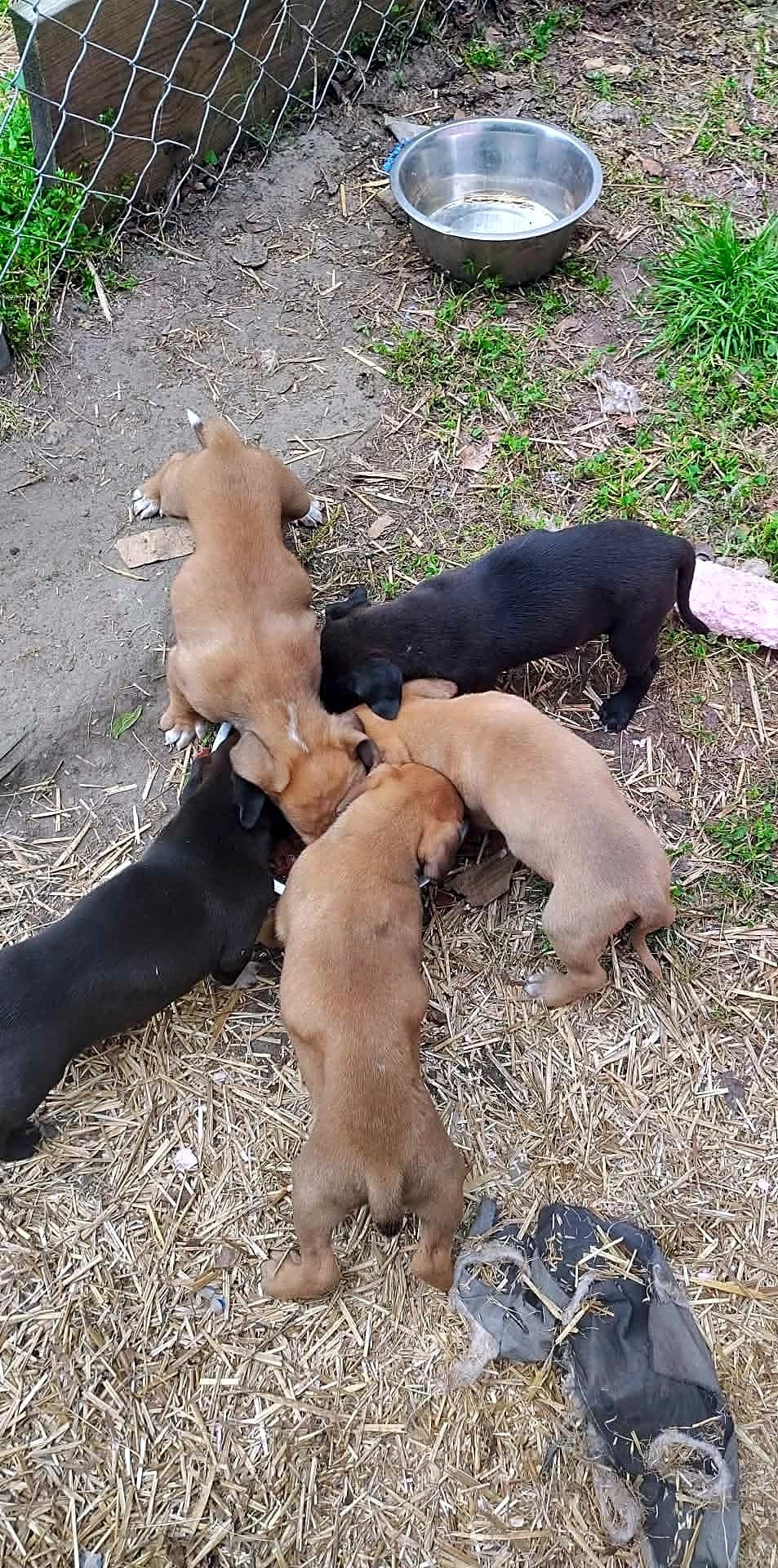 Photo of 10 Puppies