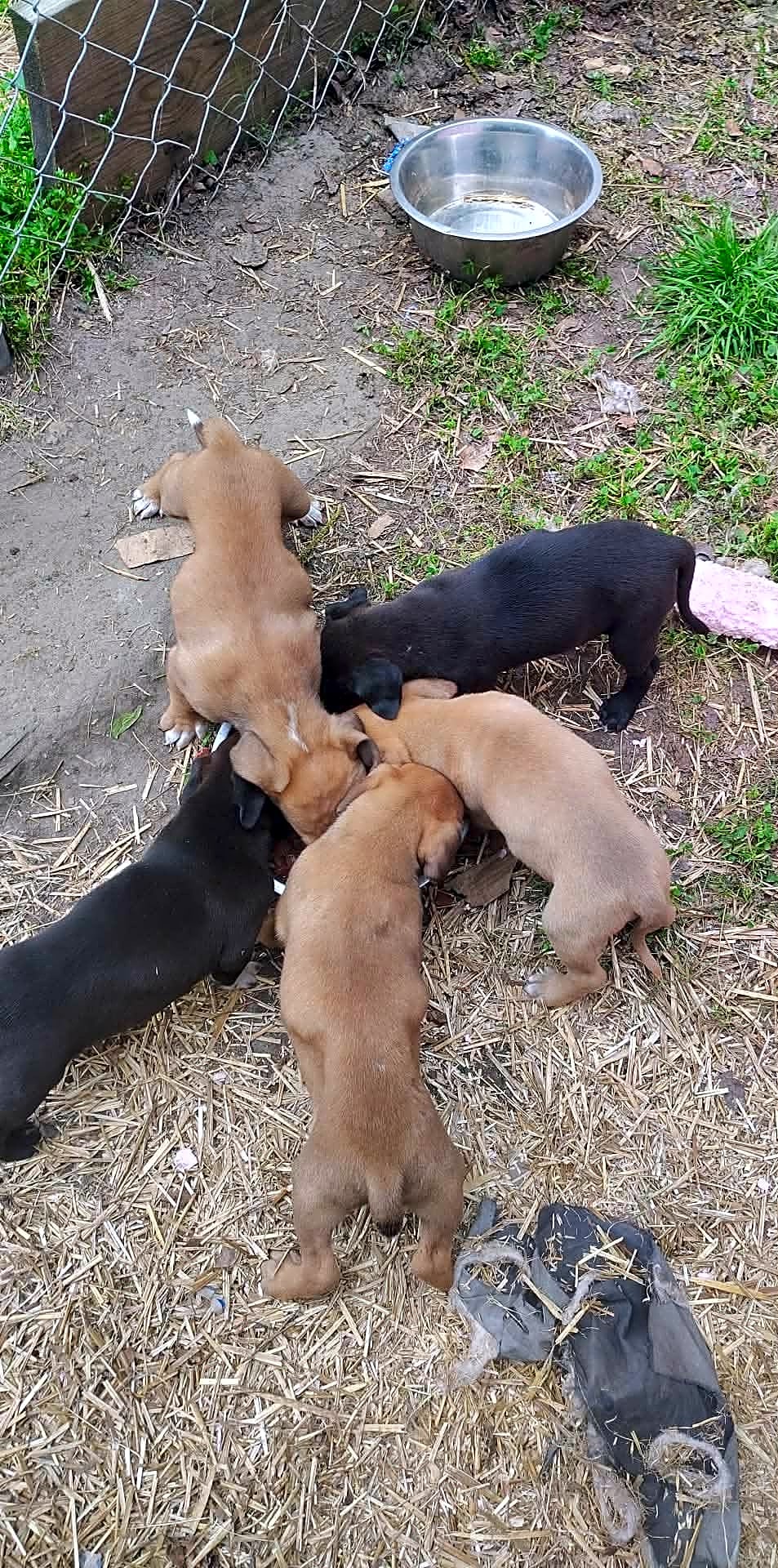 Photo of 10 Puppies