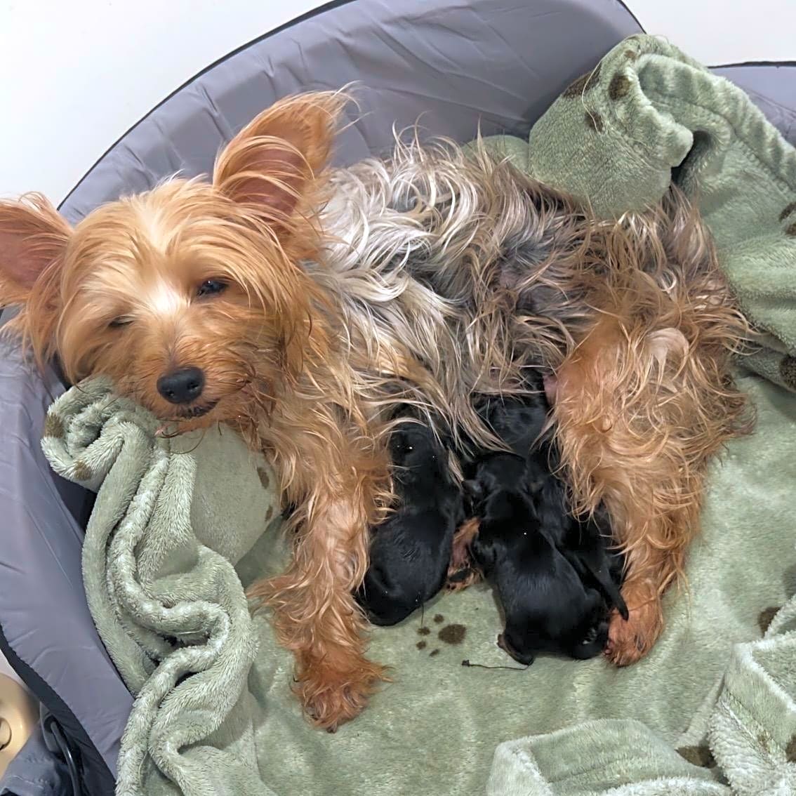 Photo of Lola & Puppies