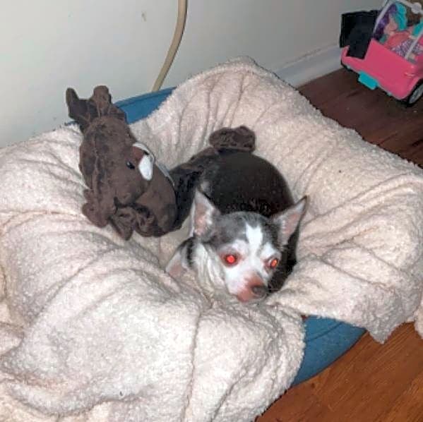 Photo of Checkers