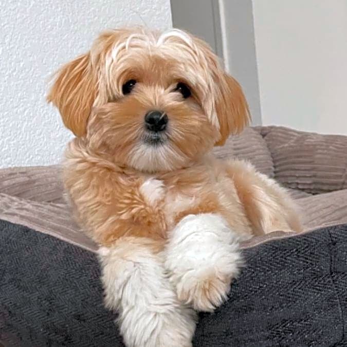 Photo of Waffle