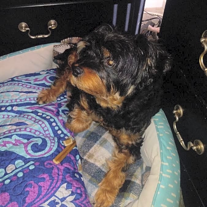 Photo of Speedy