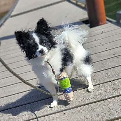 Photo of Freya