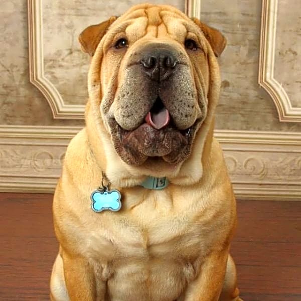 Photo of Winston