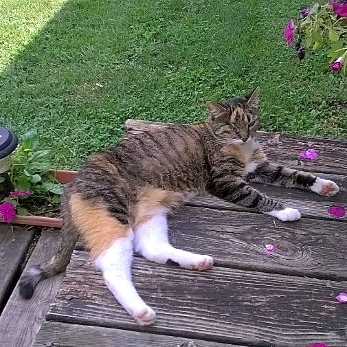 Photo of Chessie