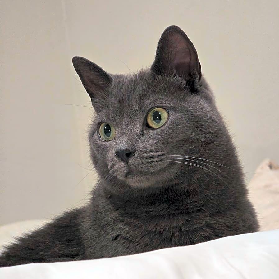 Photo of Cocoa