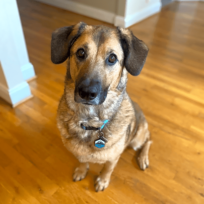 Photo of Koda