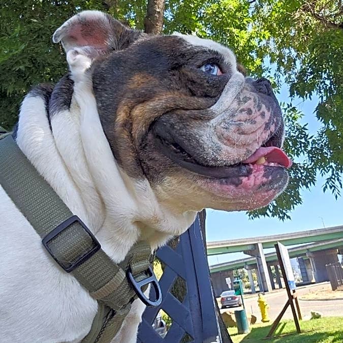 Photo of Whiskey