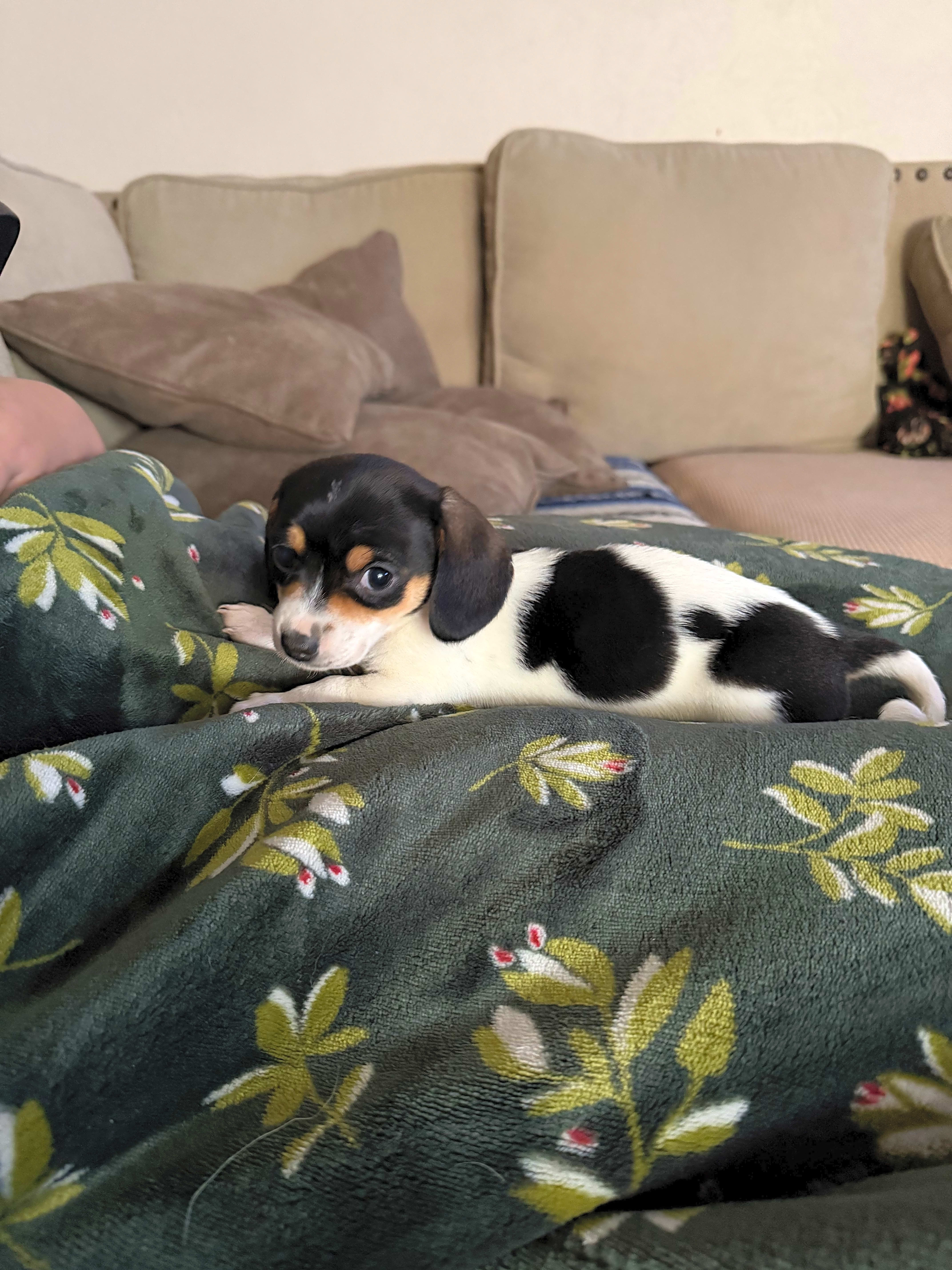 Photo of Molly