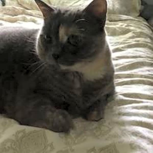 Photo of Bitsy