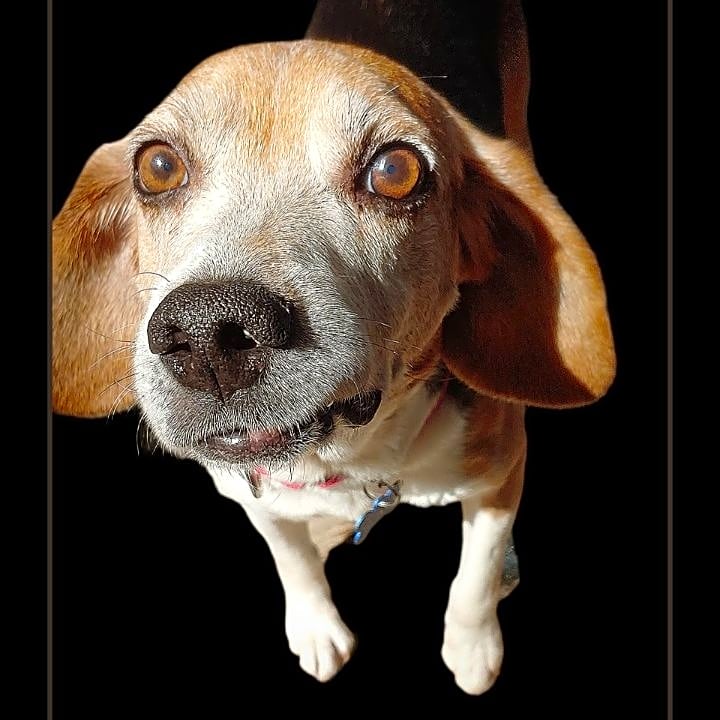 Photo of Ozzy
