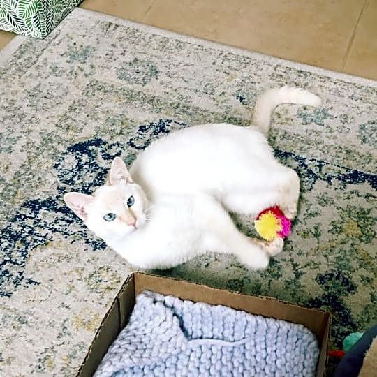 Photo of Dolly