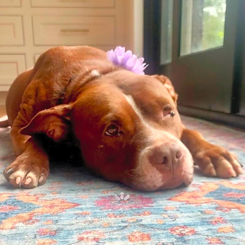 Photo of Auggie