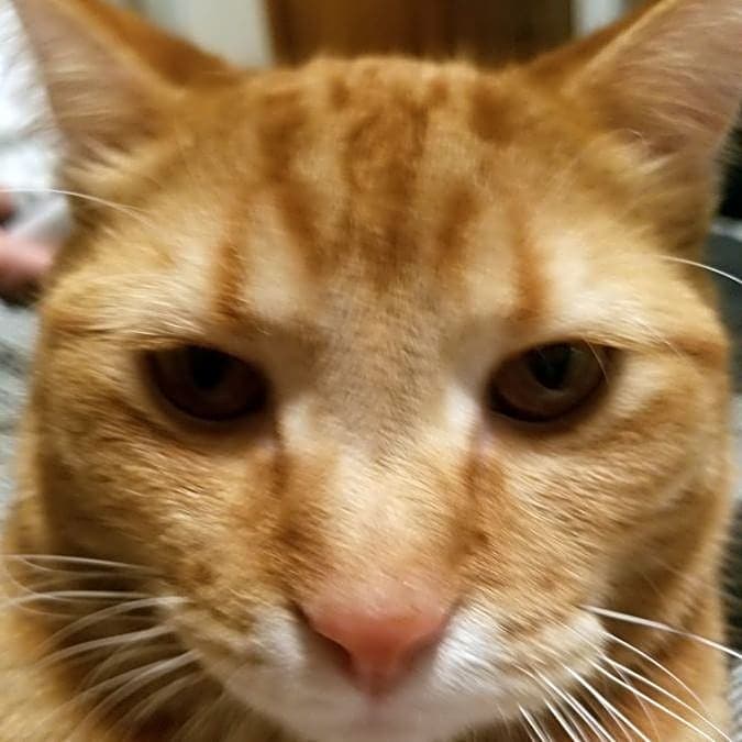 Photo of Pumpkin