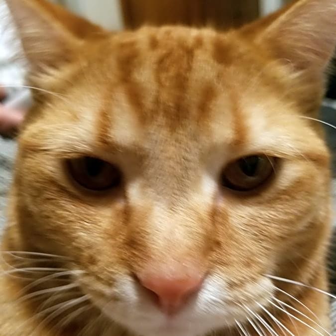 Photo of Pumpkin