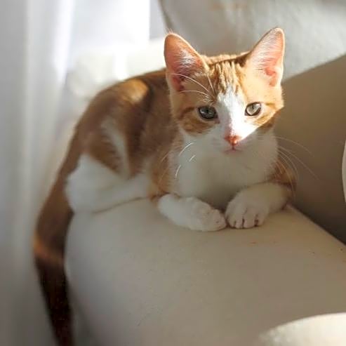 Photo of Dash
