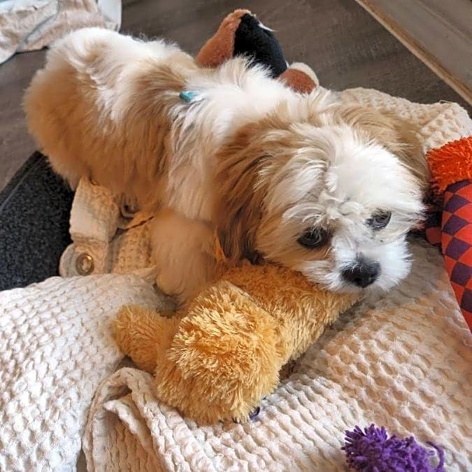 Photo of Bella