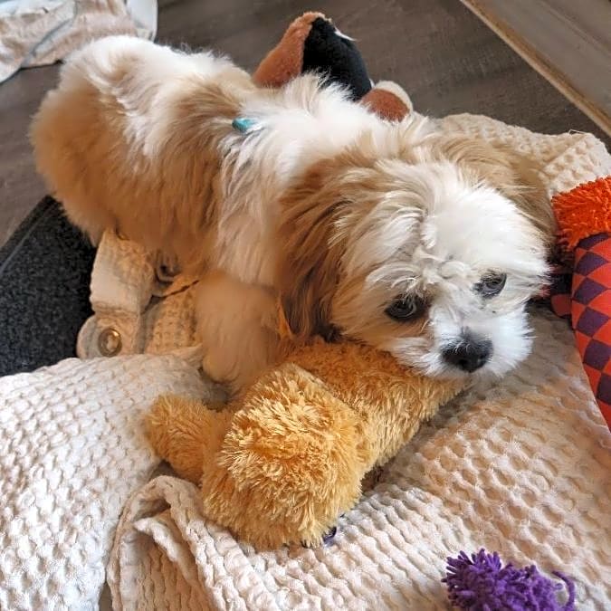Photo of Bella