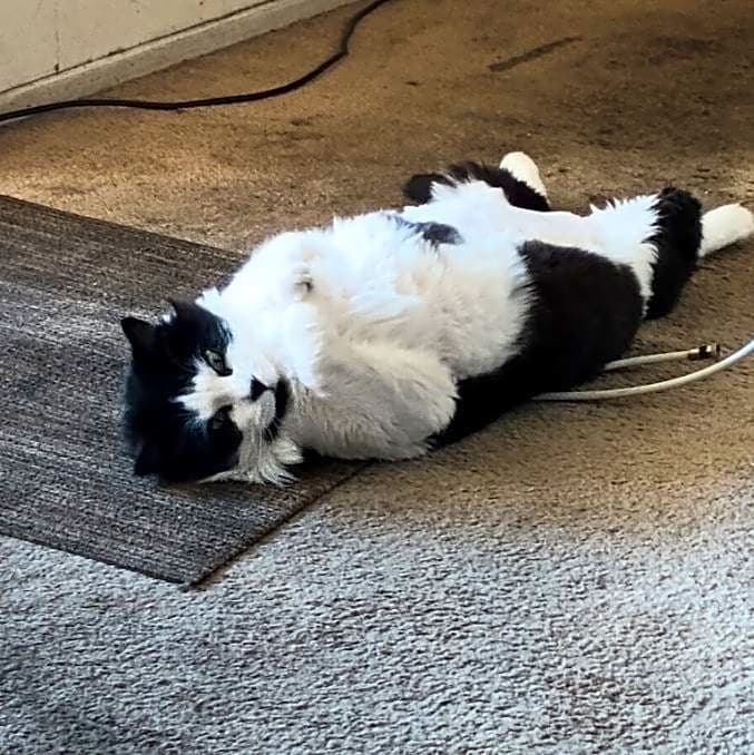 Photo of Coco