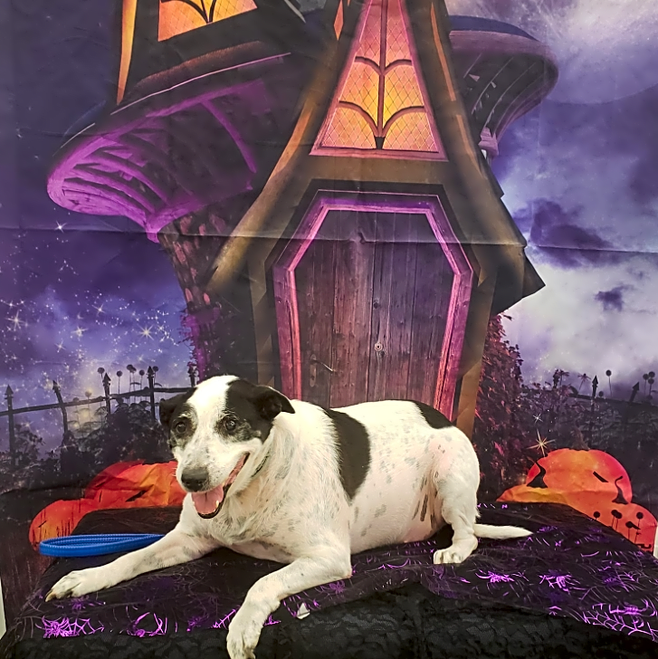 Photo of Augie Doggie