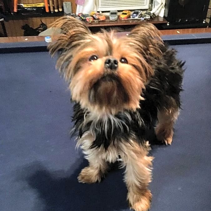 Photo of Sadie