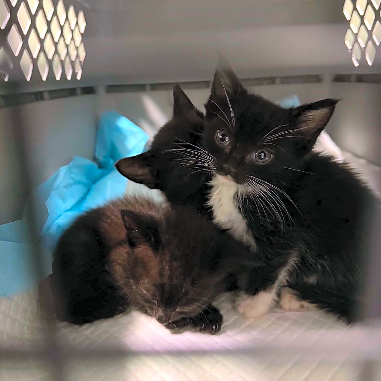 Photo of Shammi and Her Kittens