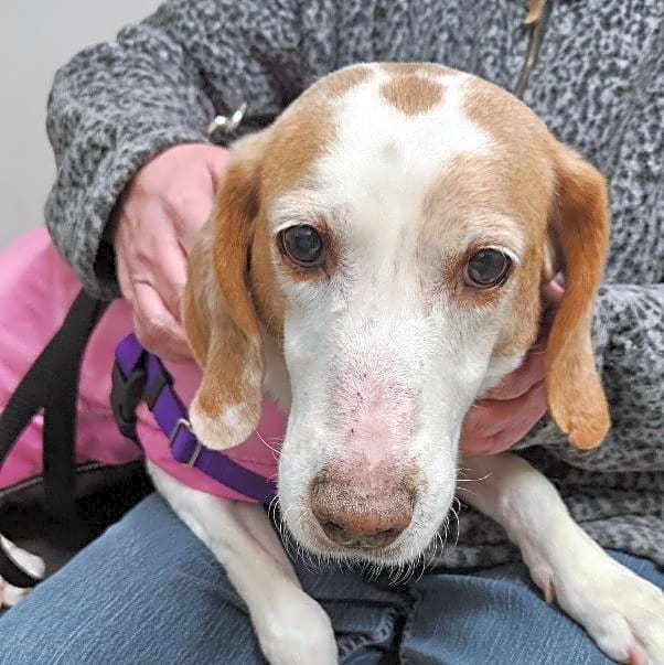 Photo of Penny