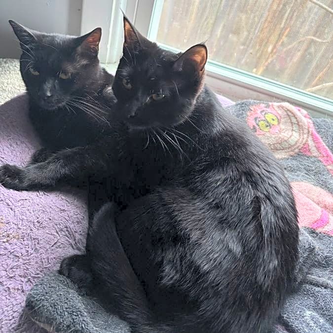 Photo of Penelope or Baby Kitty