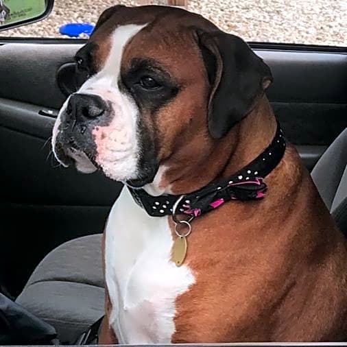 Photo of HARLEY