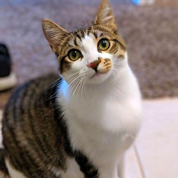 Photo of Figaro