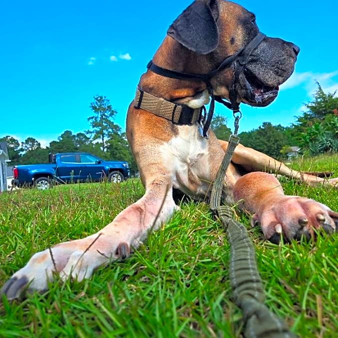 Photo of Sully