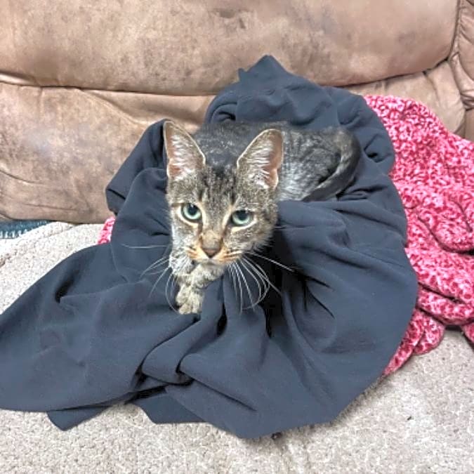 Photo of Pumpkin