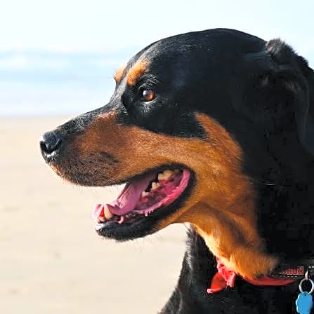 Photo of Max