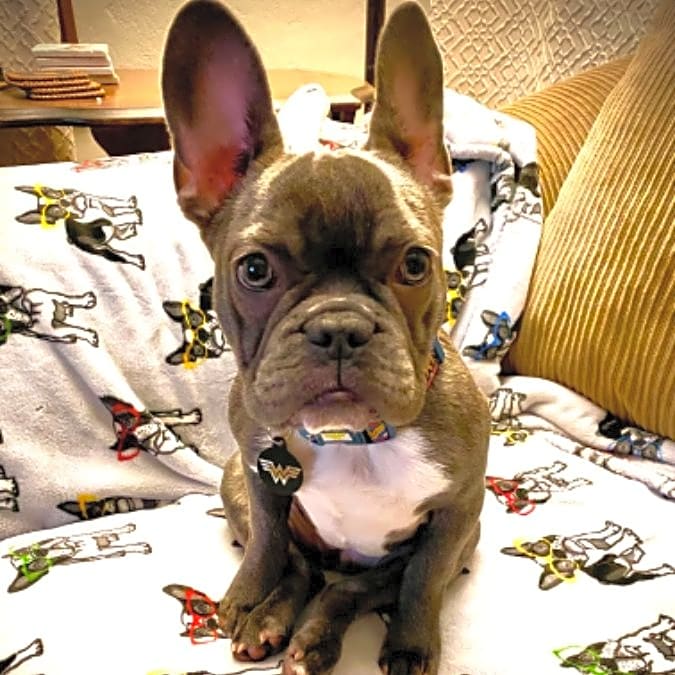 Photo of Bailey