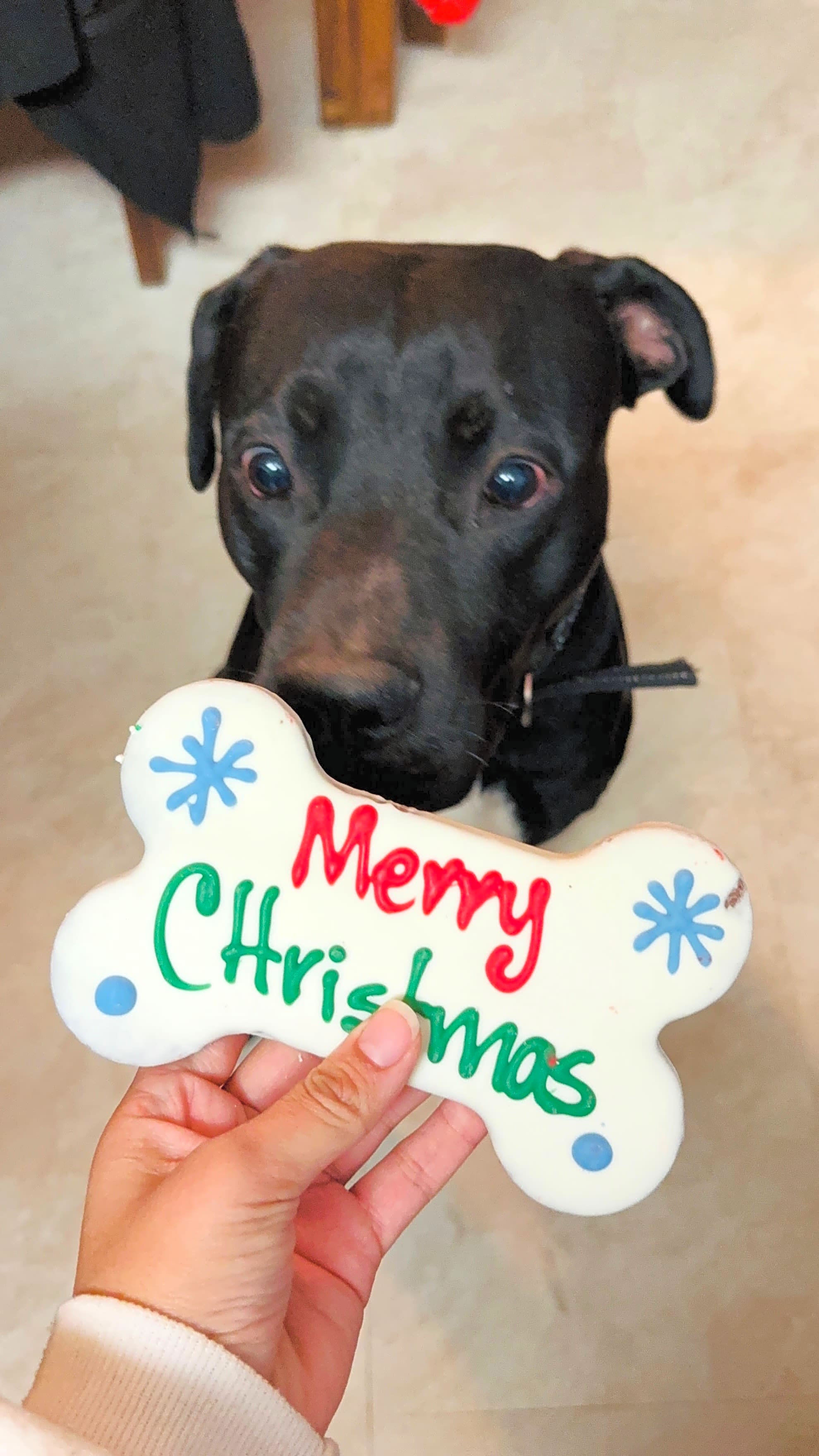 Photo of Lucky