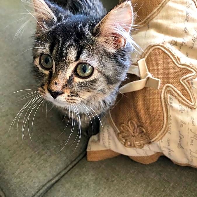 Photo of Ember