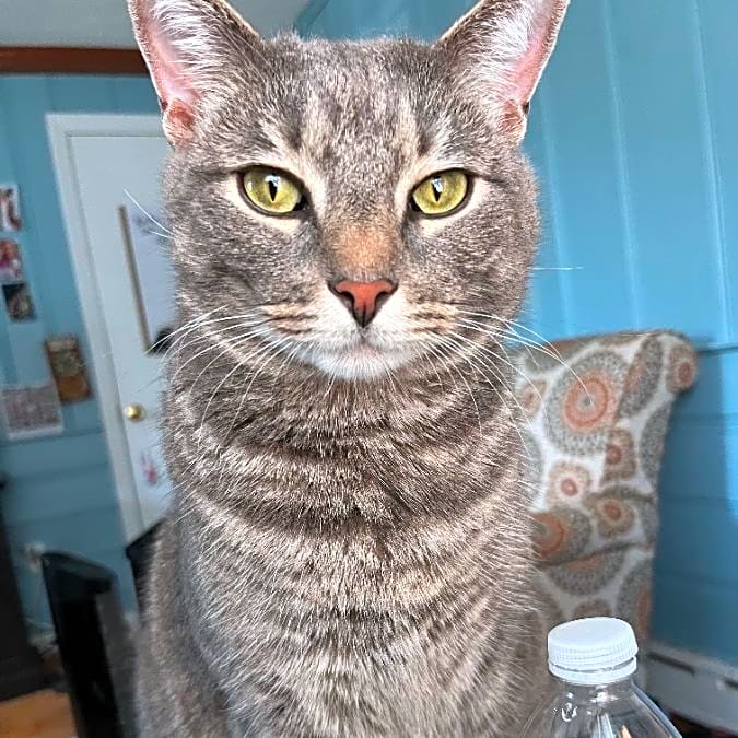 Photo of Boo
