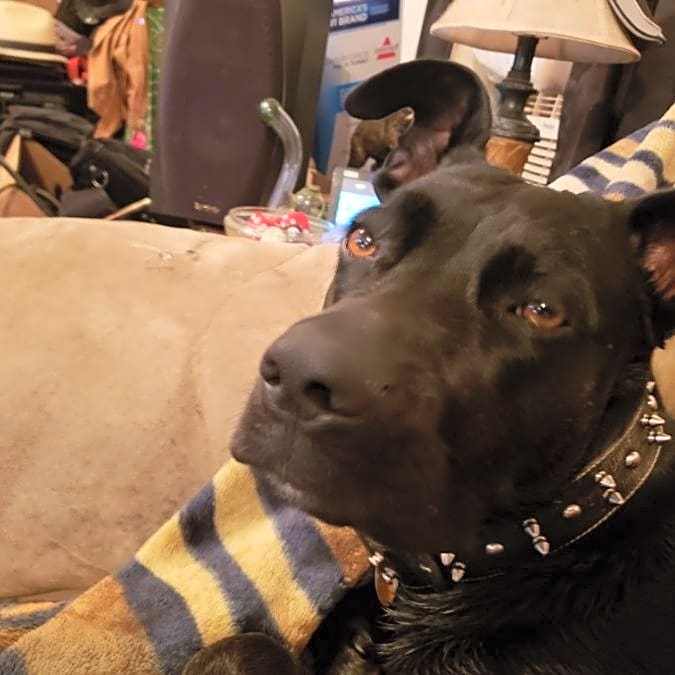 Photo of Chica