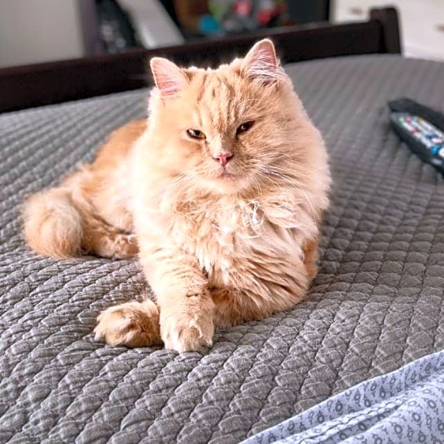 Photo of Chip