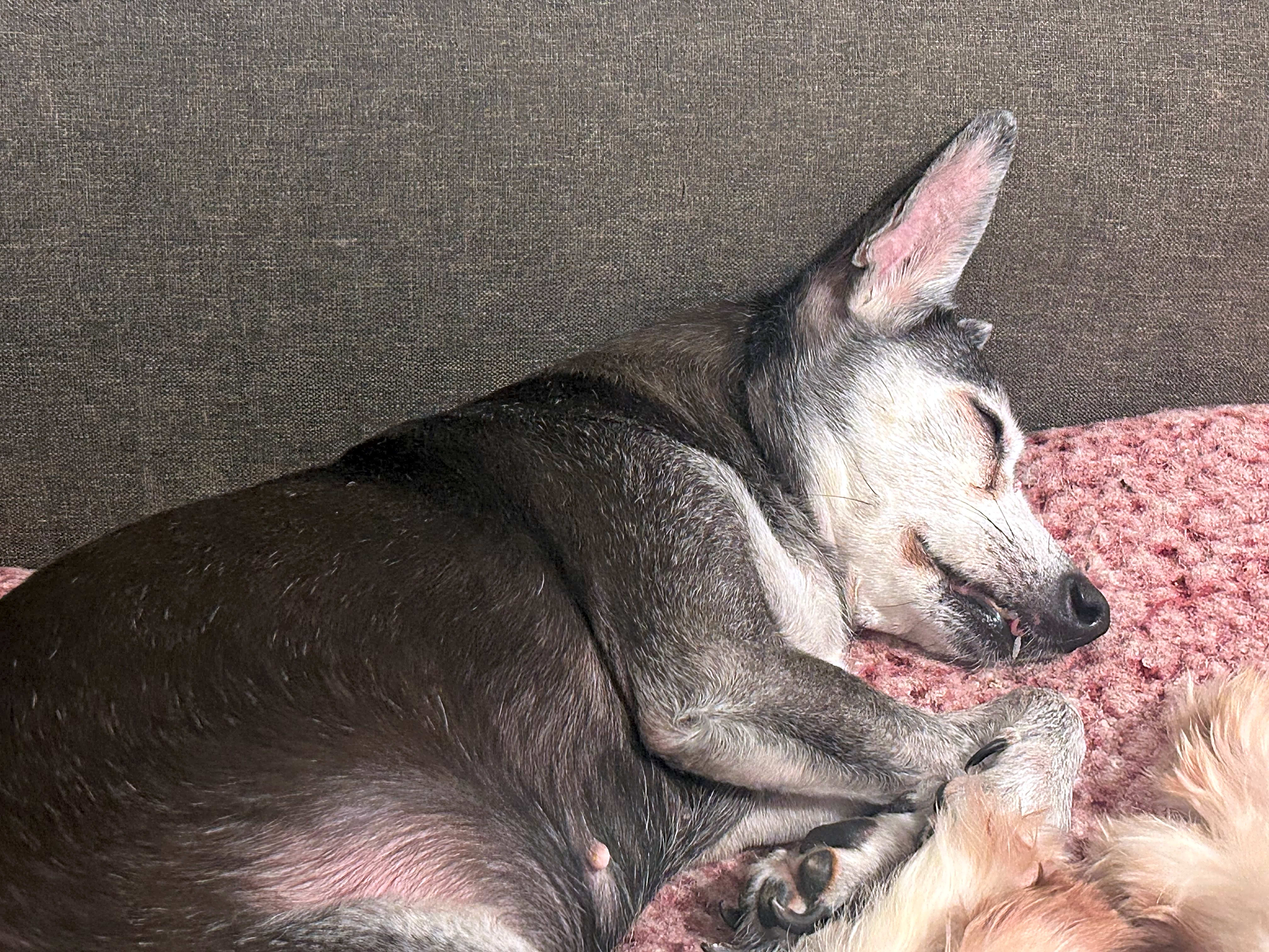 Photo of Rosie