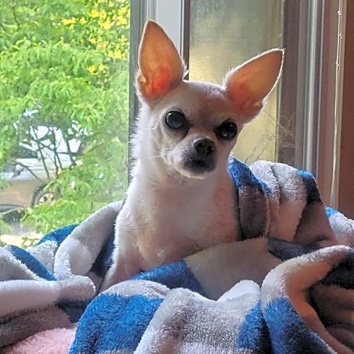Photo of Honey