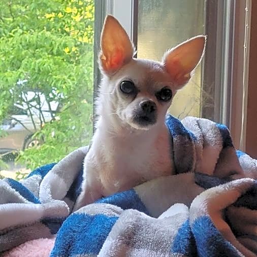 Photo of Honey